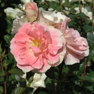 JENNYS ROSE (floribunda)